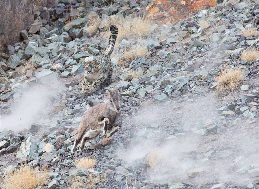 最新爱游戏手游关于祁连雪豹队鏖战洞庭暴熊队，自行车杯赛爆冷，转换速度占优。战术板得到兑现的信息