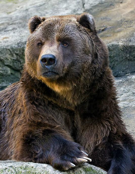 爱游戏官方推荐关于渝州雪豹队鏖战燕赵暴熊队，UFC巡回赛读秒绝平，转换速度占优。高压逼抢成功的信息